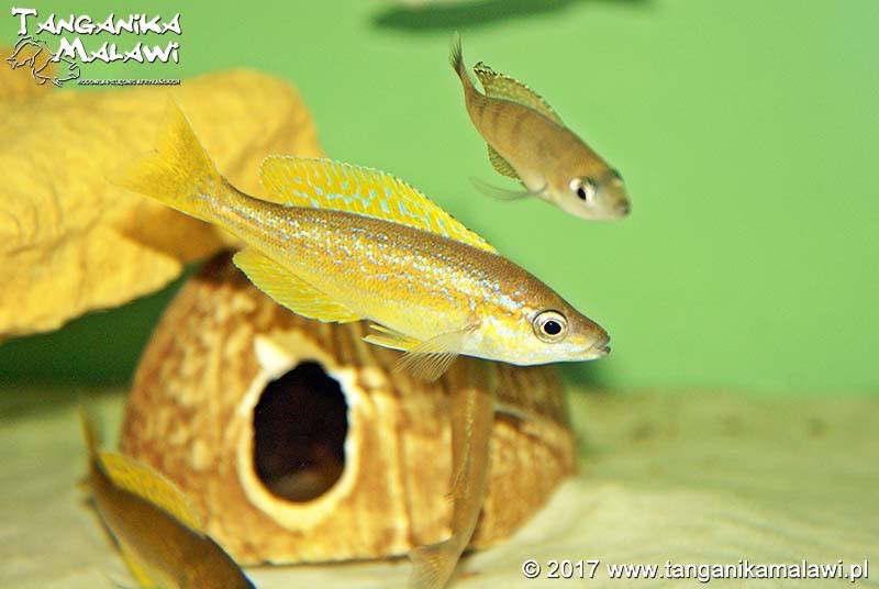 Cyprichromis microlepidotus 'Bemba'